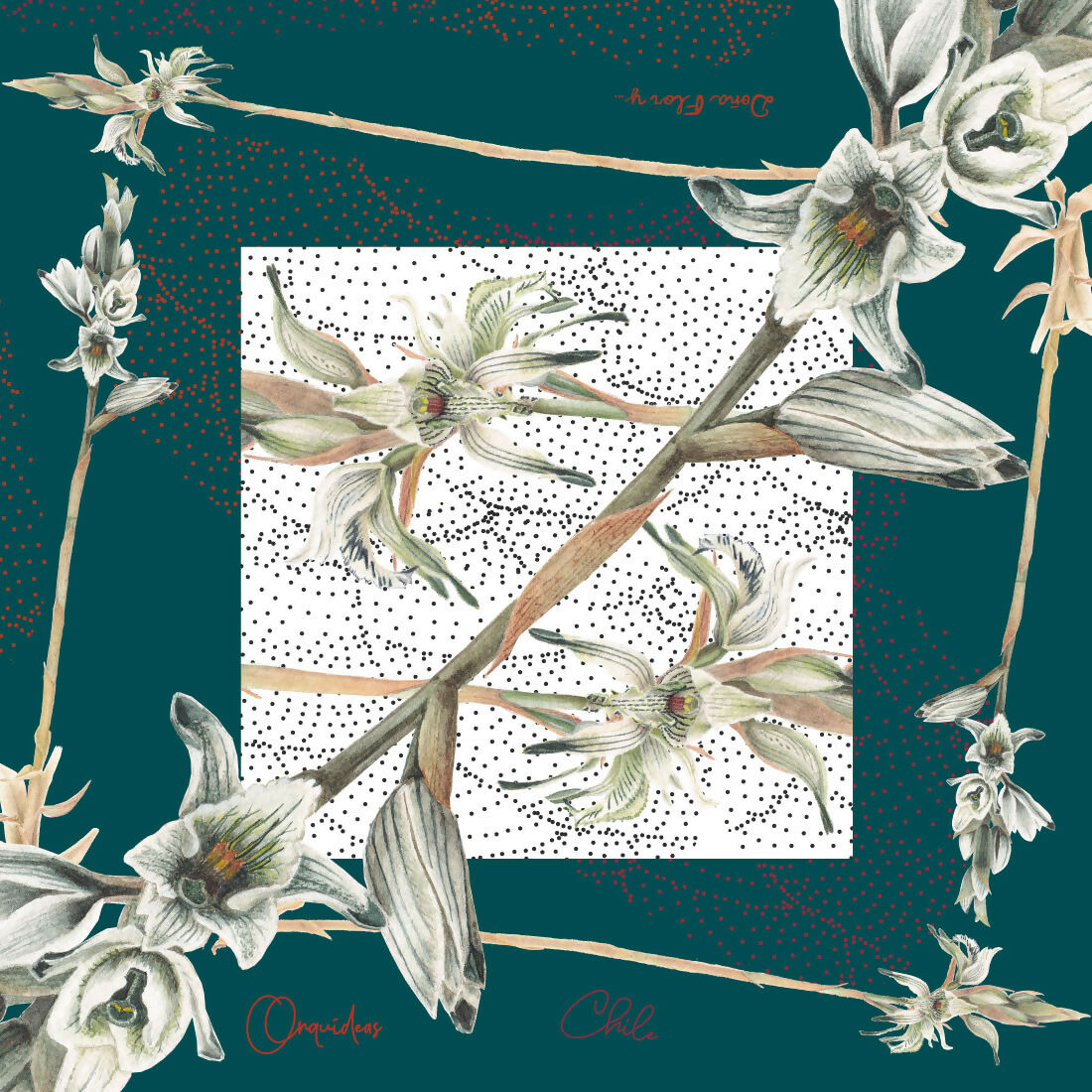 chloraea
