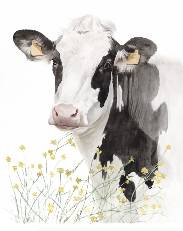 Holstein flores