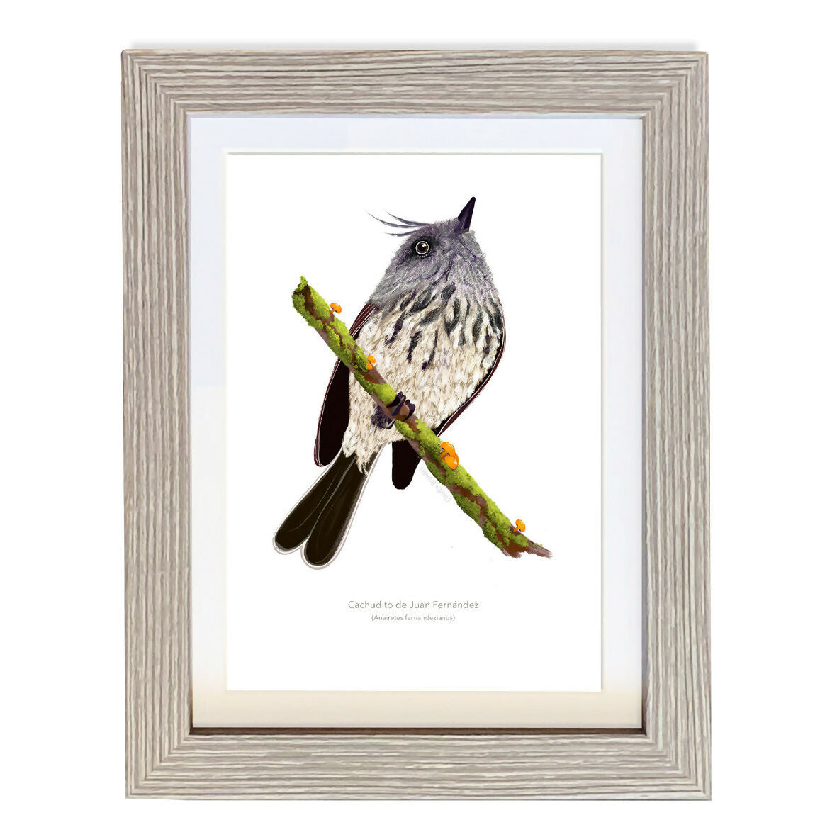 CUADRO CACHUDITO1 A1 VGO con paspartu copia