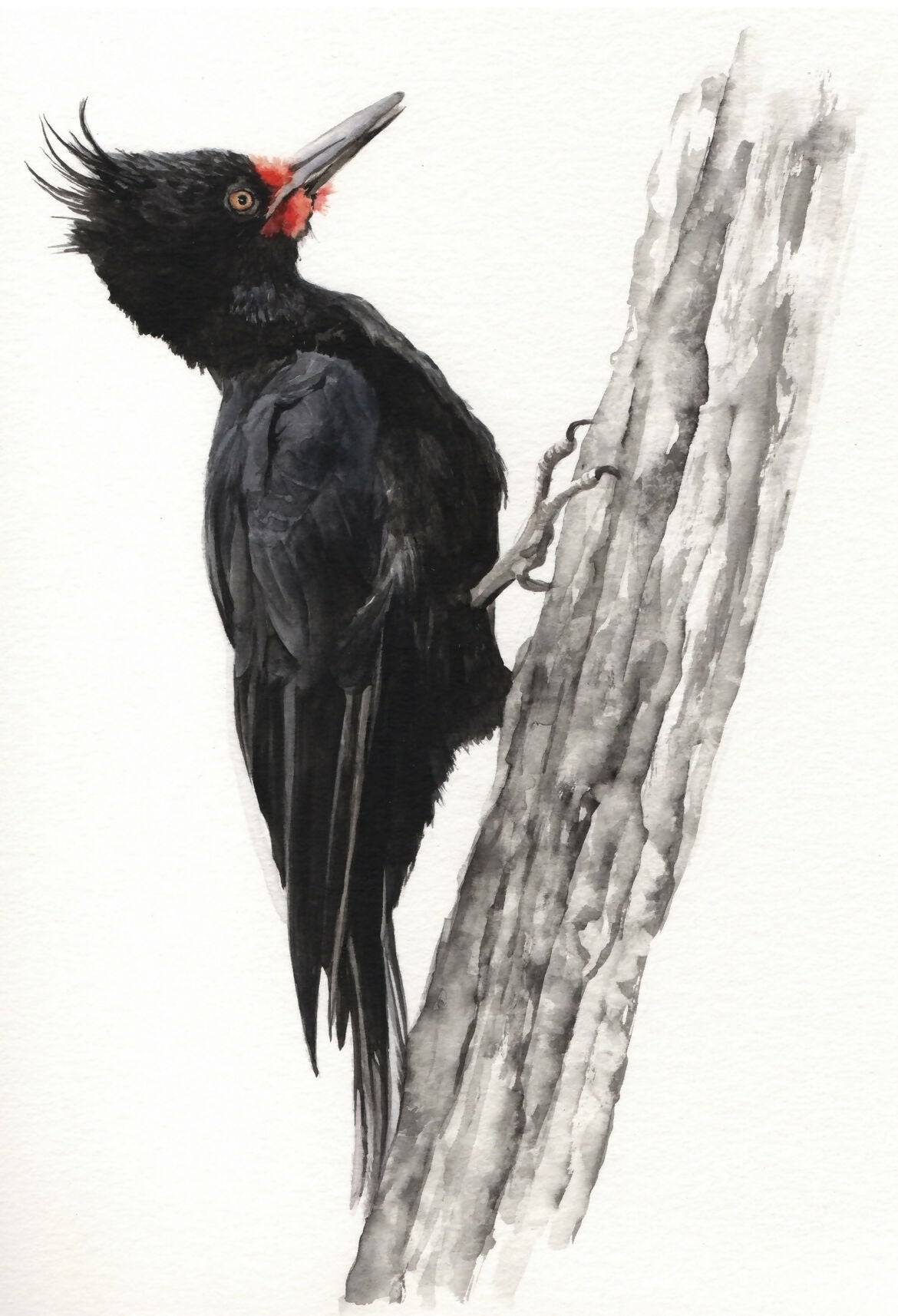 Carpintero hembra