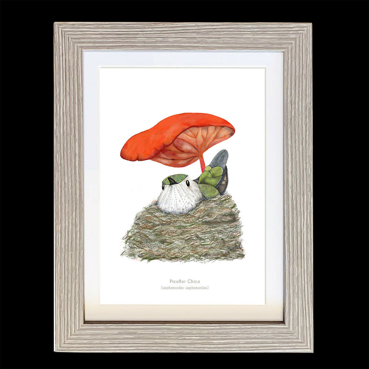 CUADRO PICAFLOR A1 VGO con paspartu copia1