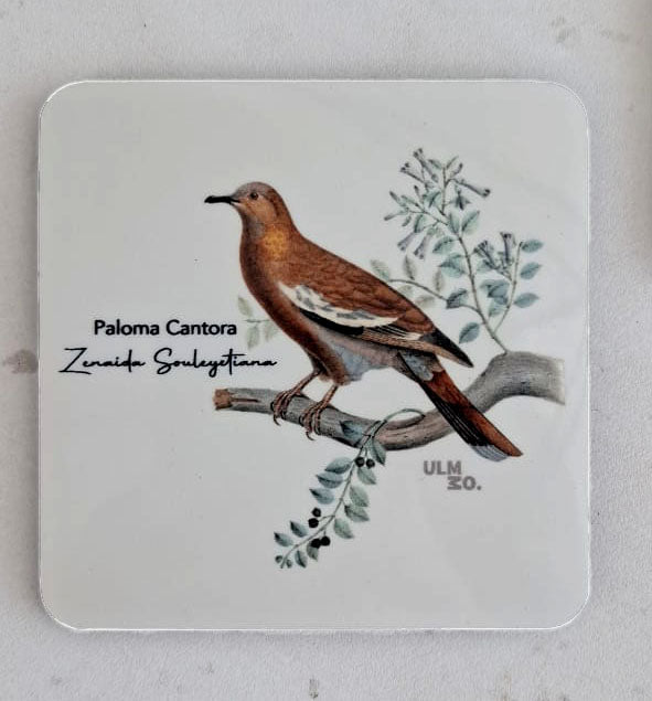 Set de 6 Posavasos Cuadrados Aves de Chile - Claudio Gay