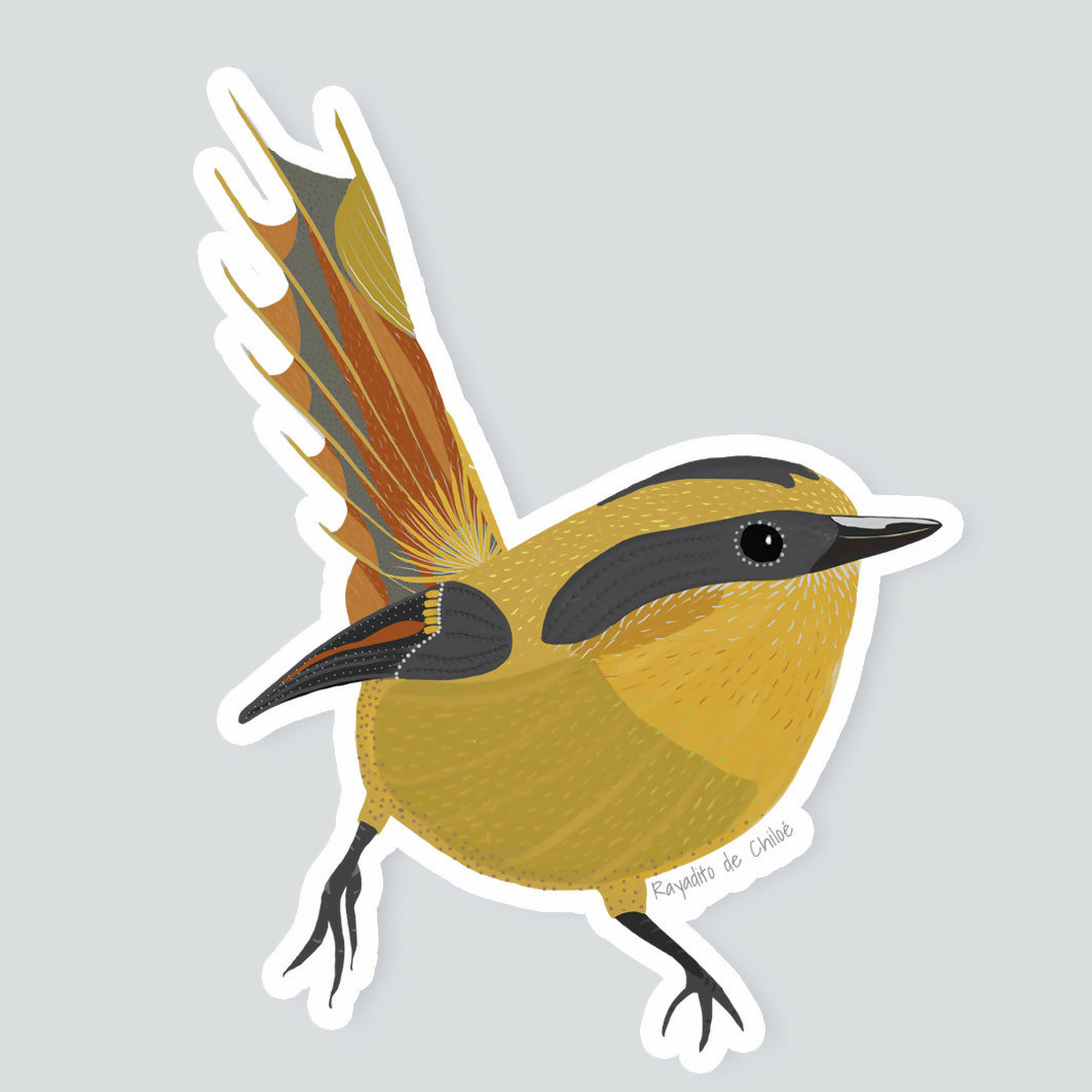 Rayadito iman foto producto