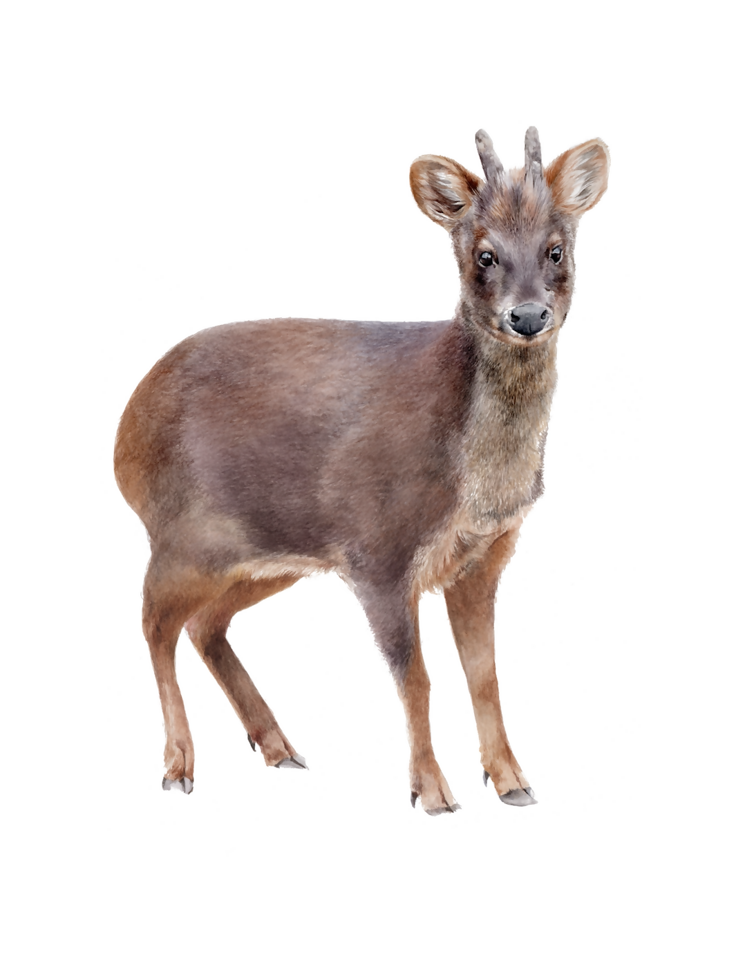 Pudú P