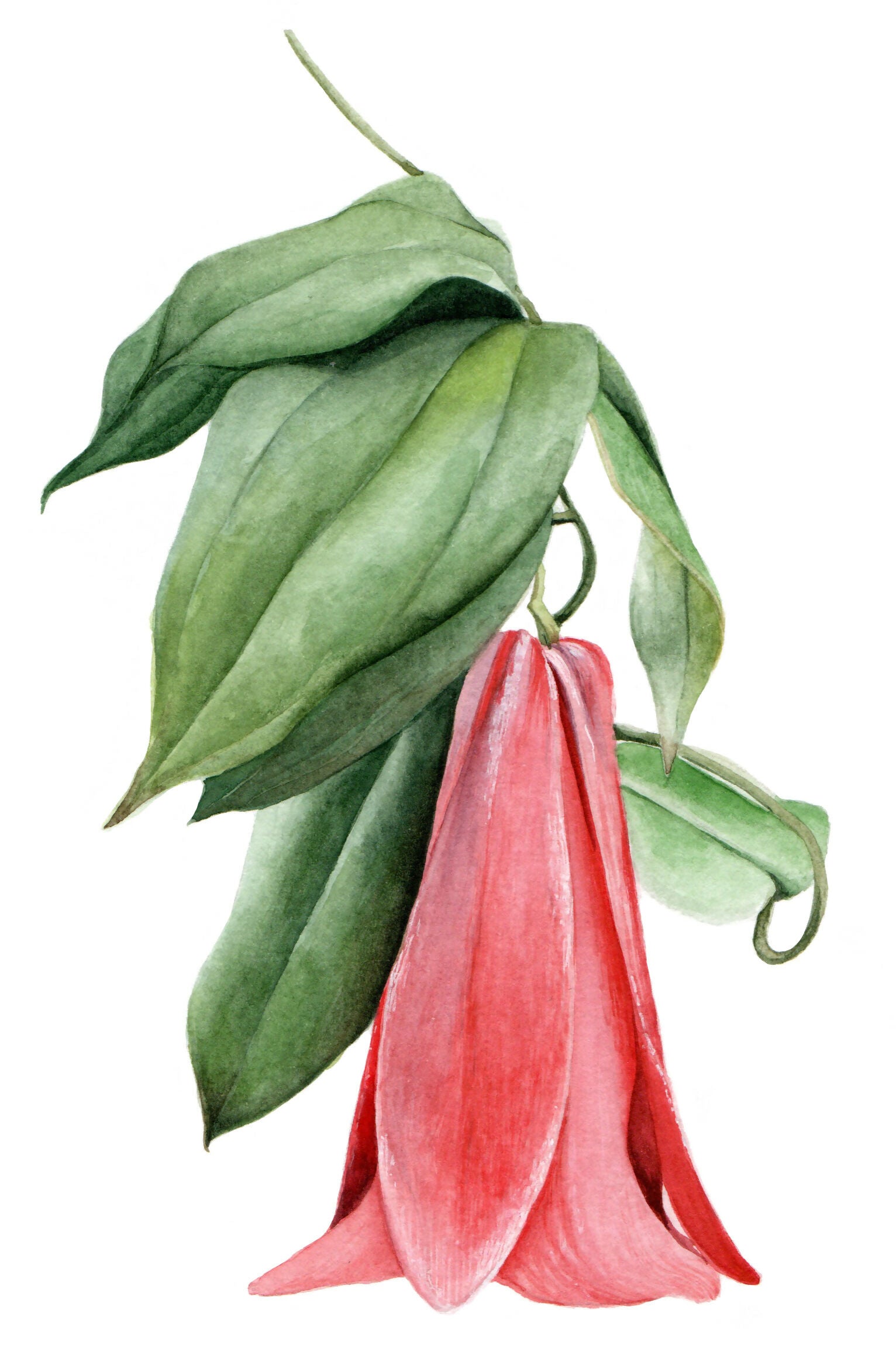 Copihue