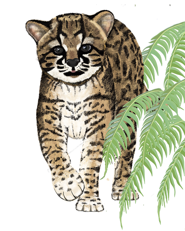 Gato Guiña tendencia copia