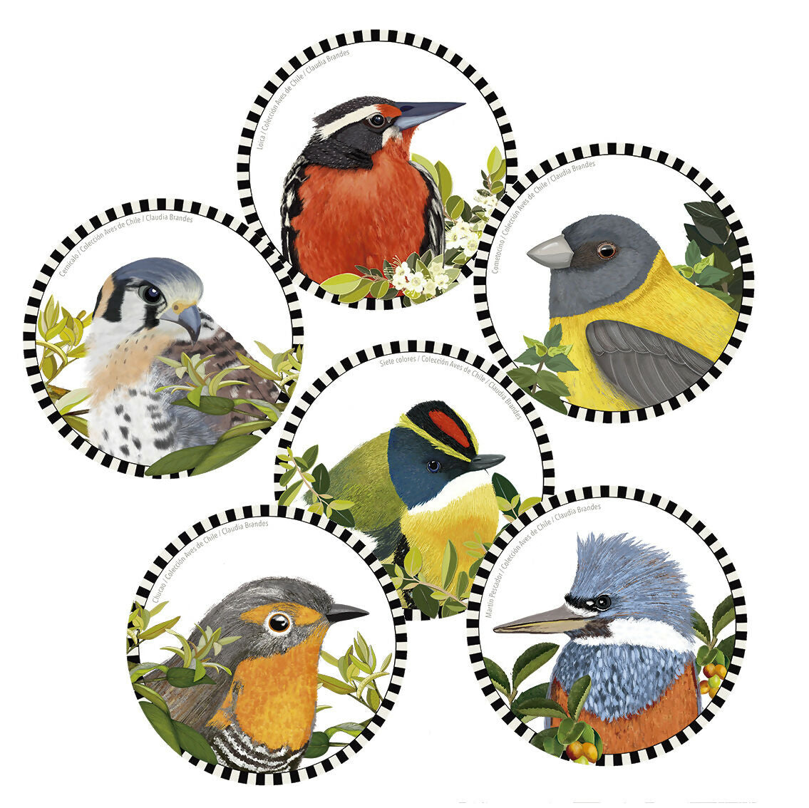 Set 6 Posavasos Pajaritos Chilenos, SERIE 3 (6 diferentes pájaros)
