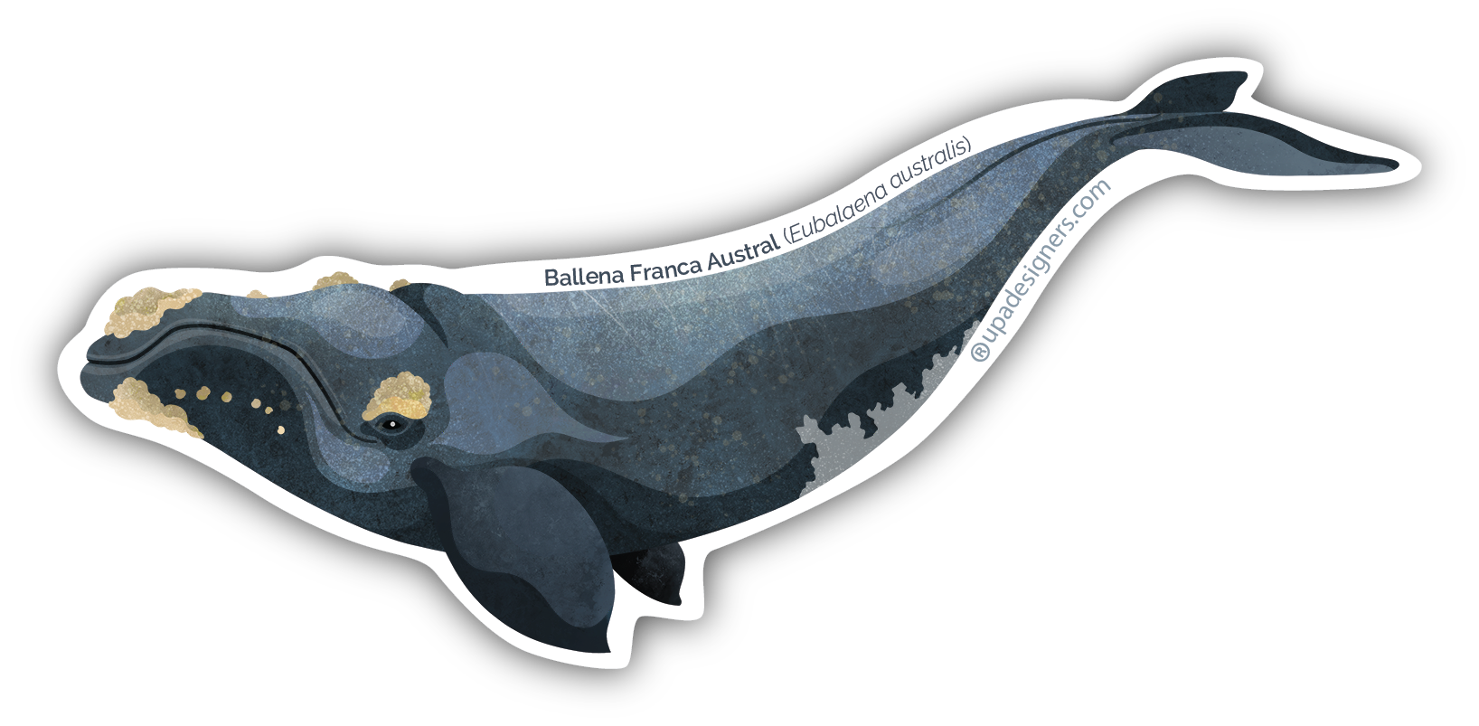 Sticker Mediano Ballena Franca Austral - Creado en Chile