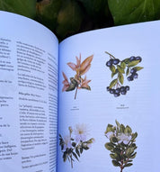 Botánica Indígena de Chile