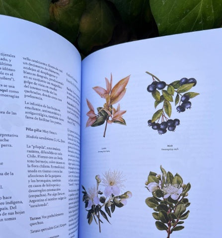 Botánica Indígena de Chile