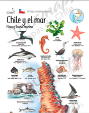 MAPA CHILE Y EL MAR