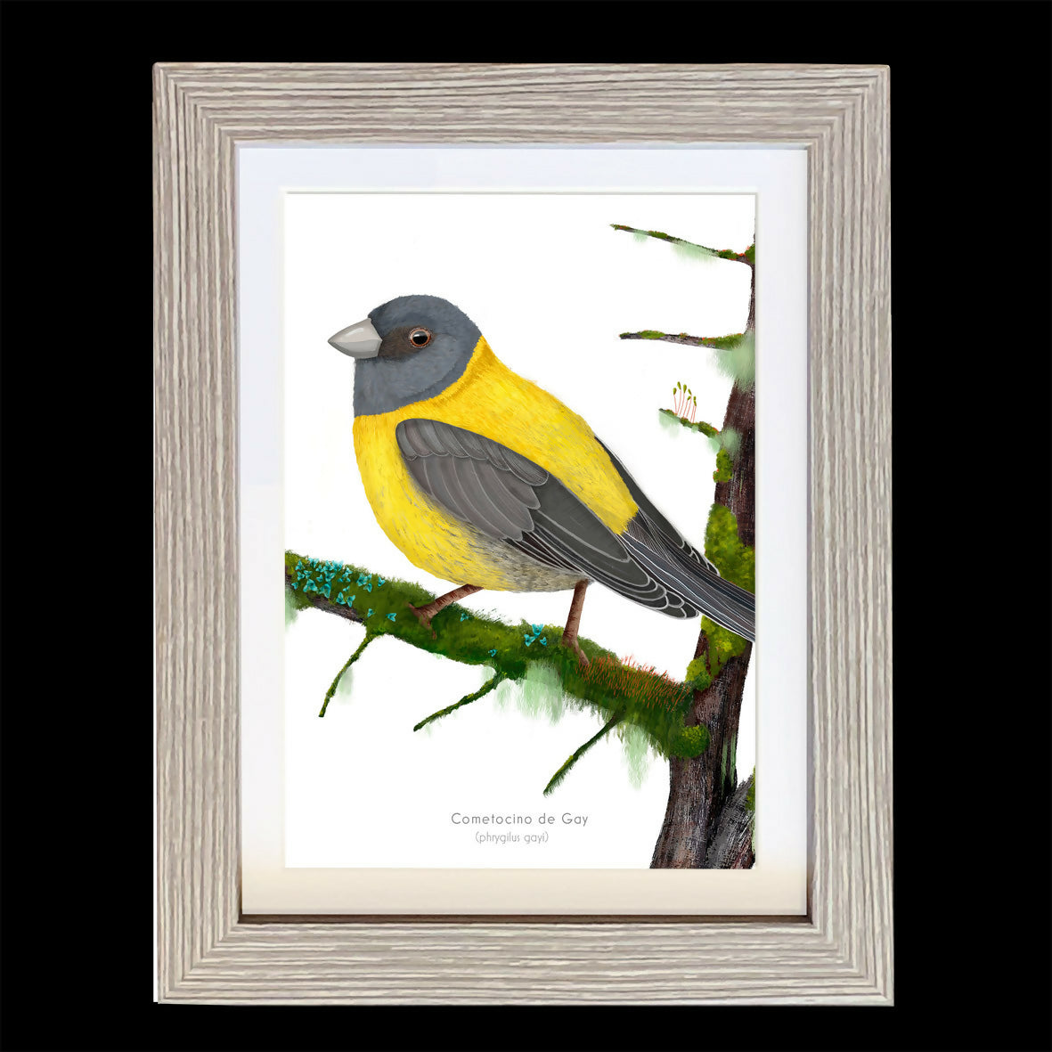 CUADRO COMETOCINO A1 VGO con paspartu  N