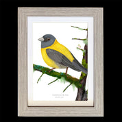 CUADRO COMETOCINO A1 VGO con paspartu  N