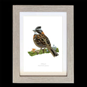 CUADRO CHINCOL 1 A1 VGO con paspartu copia