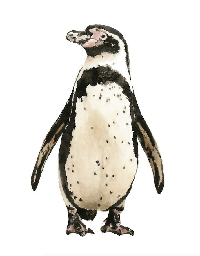 Pingüino de Humboldt