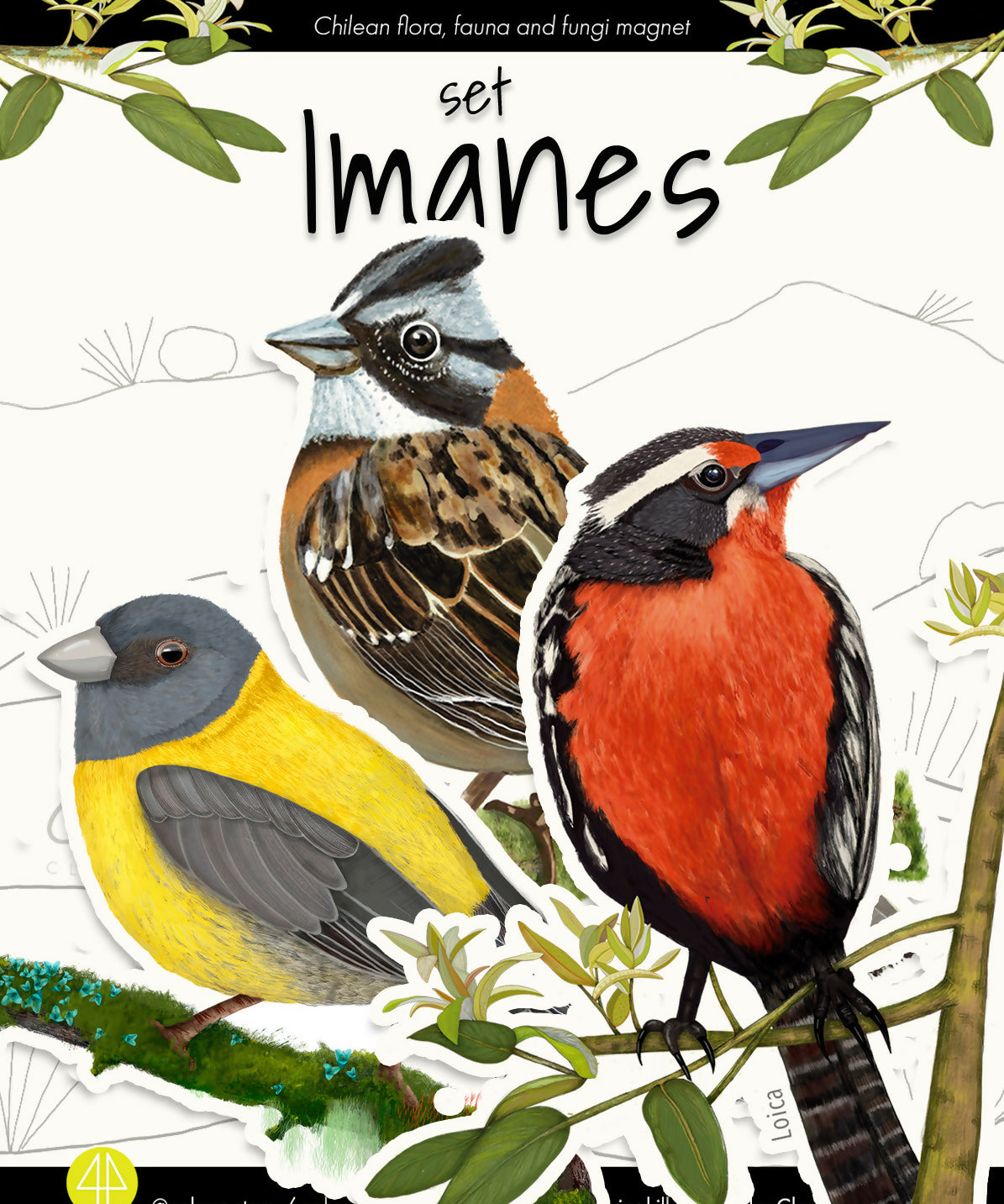 Set imanes pajaros urbanos