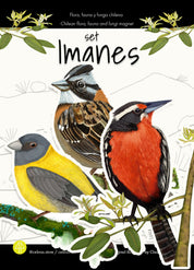 Set imanes pajaros urbanos