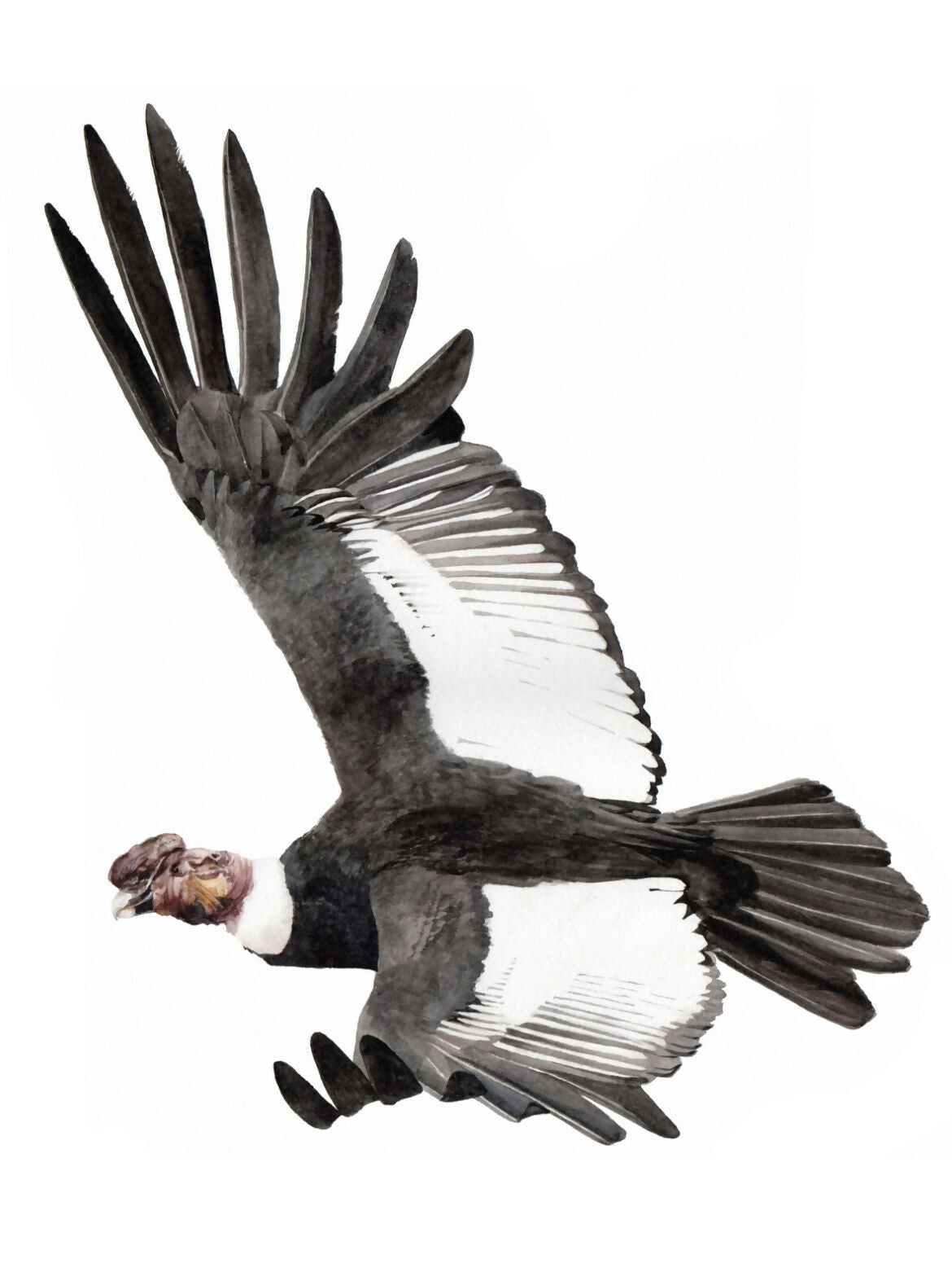 cóndor