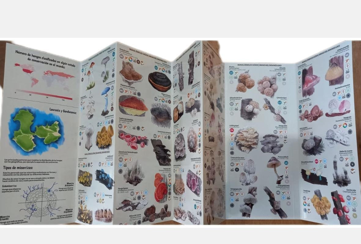 FUNGA DEL SUR 100 Especies