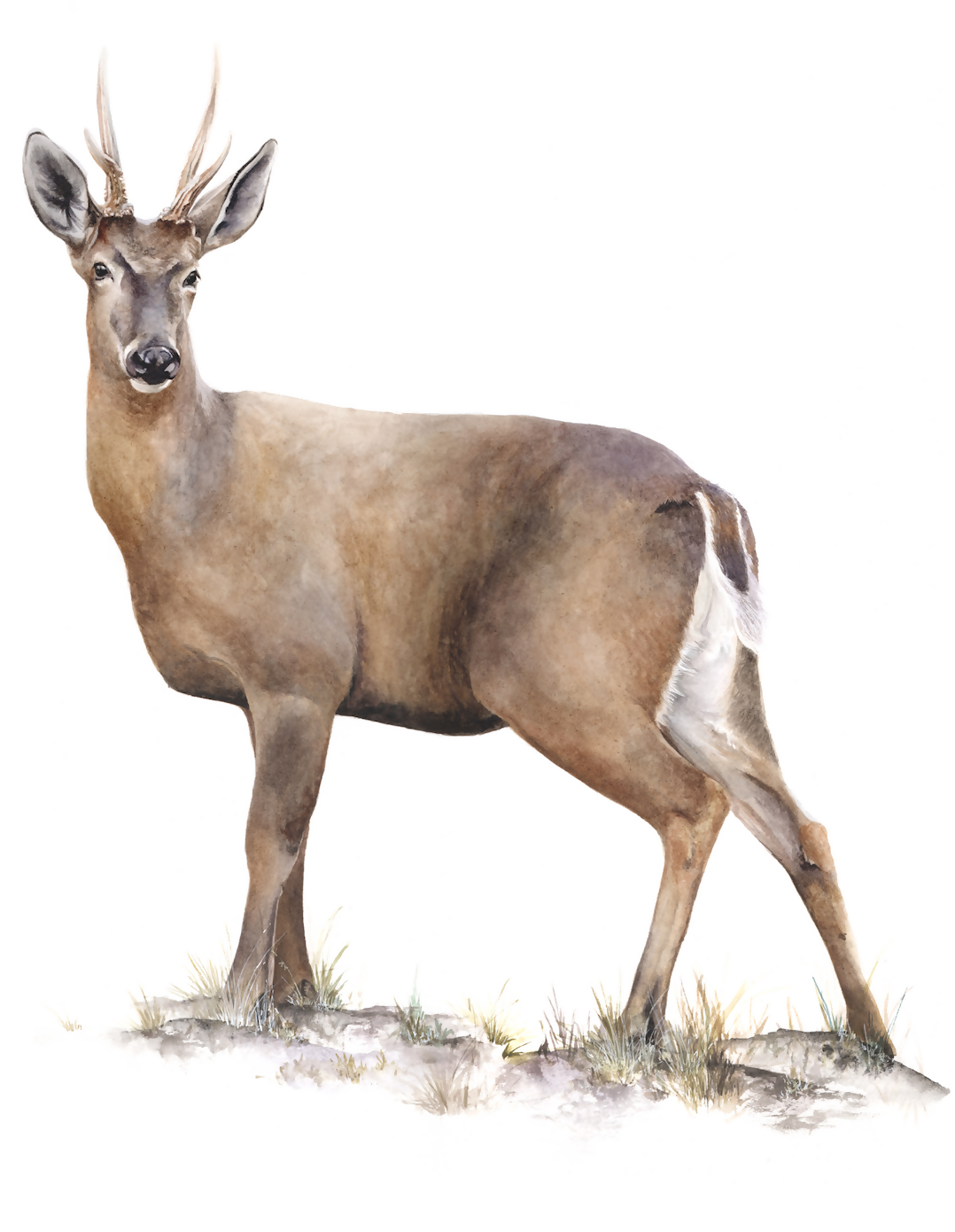 Huemul P