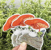 post imanes picaflor