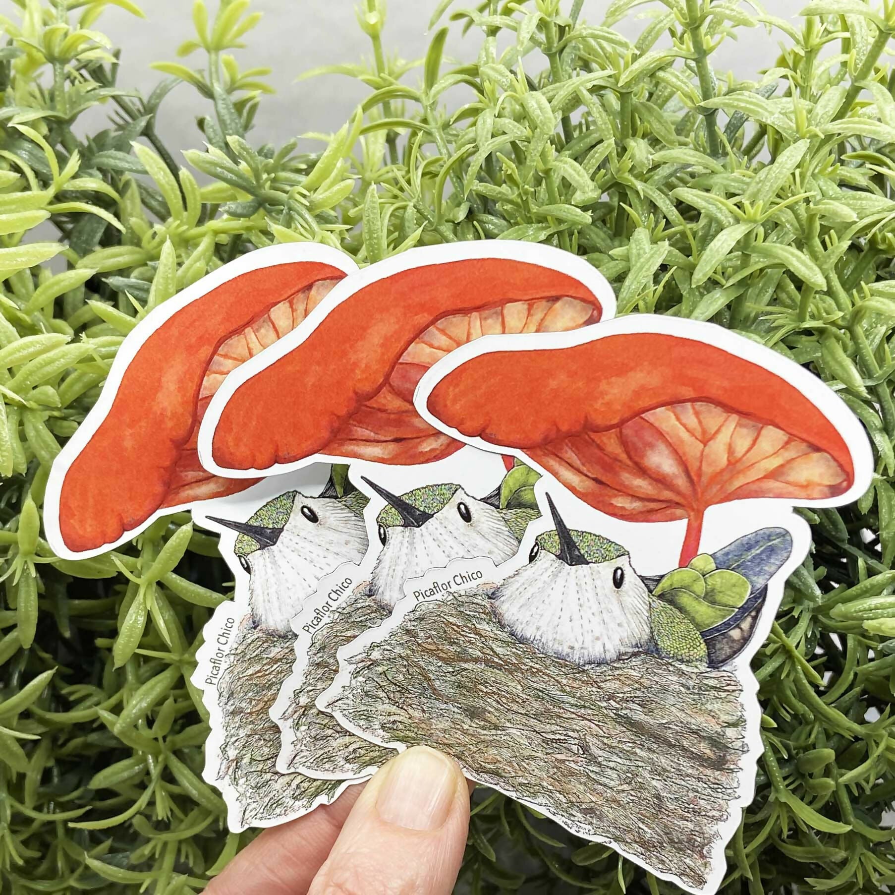 post imanes picaflor