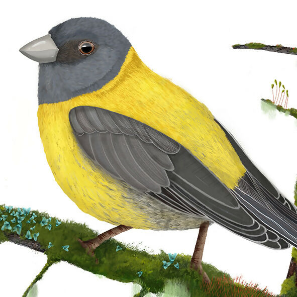 2 post cometocino 15x15