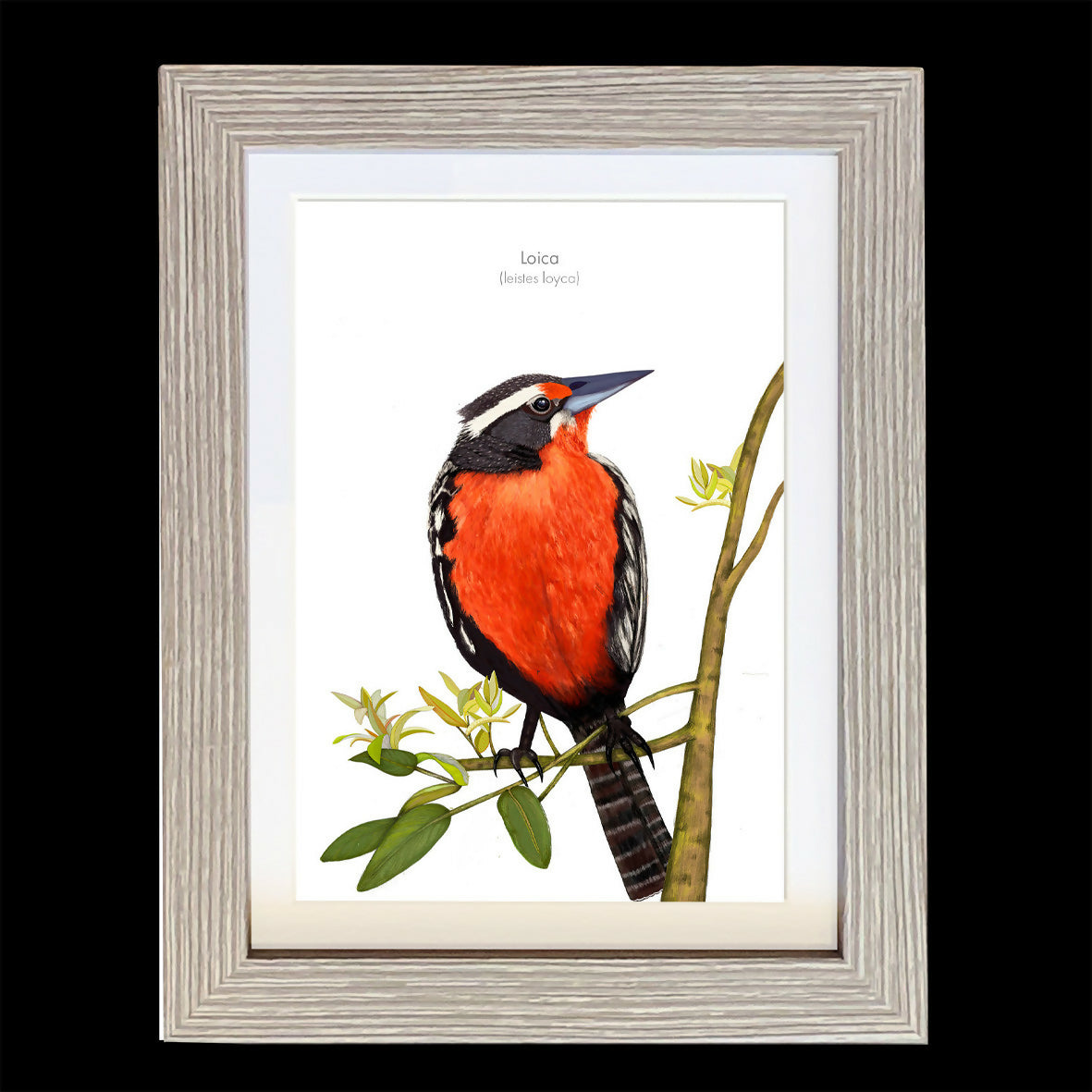 CUADRO LOICA1 A1 VGO con paspartu copia