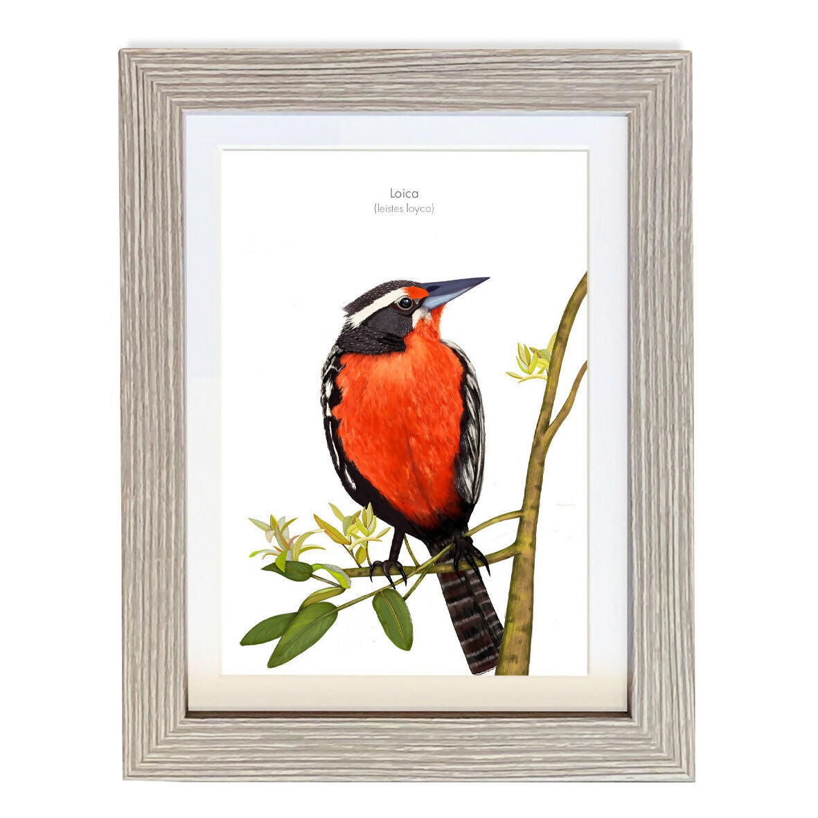 CUADRO LOICA A1 VGO con paspartu copia