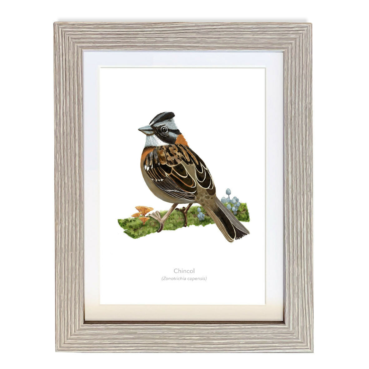 CUADRO CHINCOL A1 VGO con paspartu copia