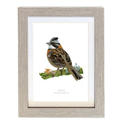 CUADRO CHINCOL A1 VGO con paspartu copia