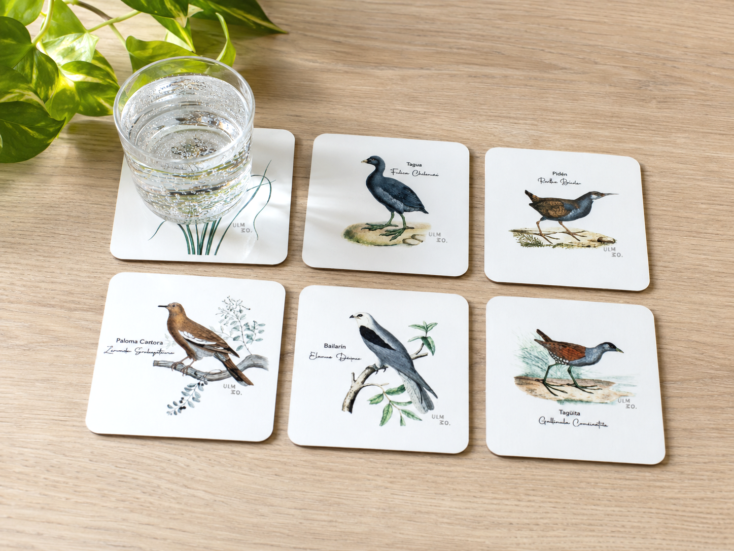 Set de 6 Posavasos Cuadrados Aves de Chile - Claudio Gay
