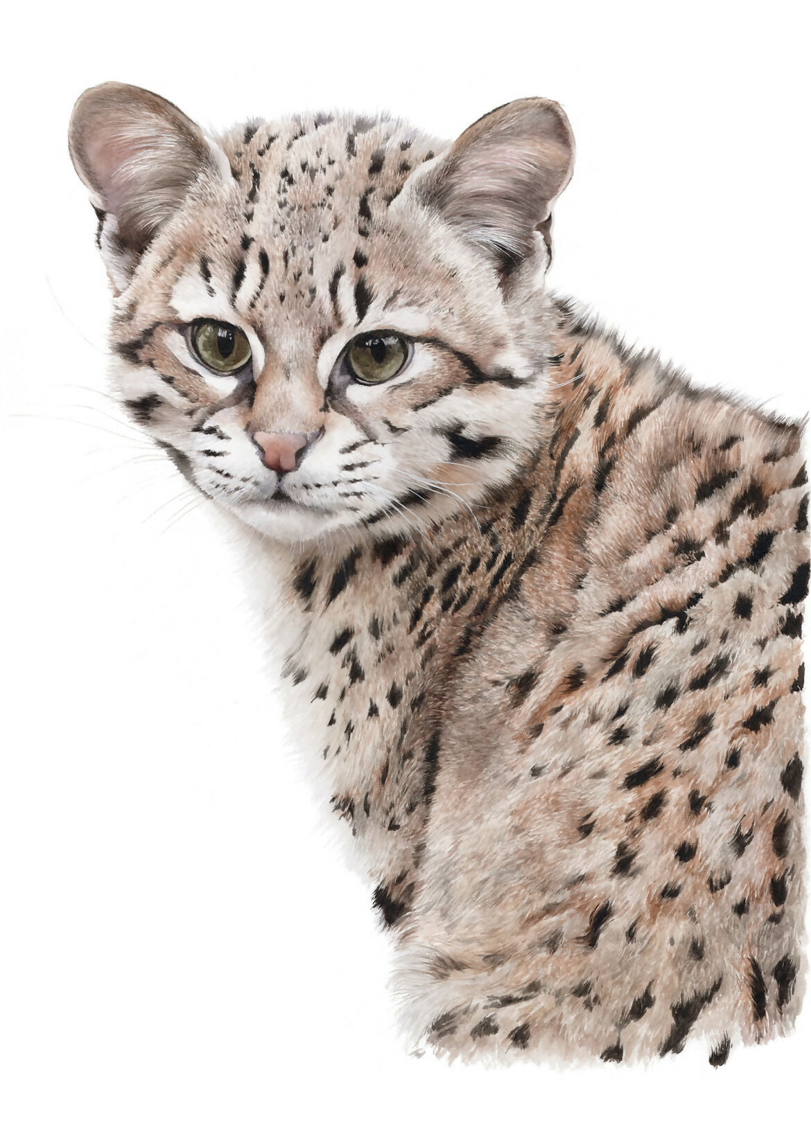 Gato Geoffroy
