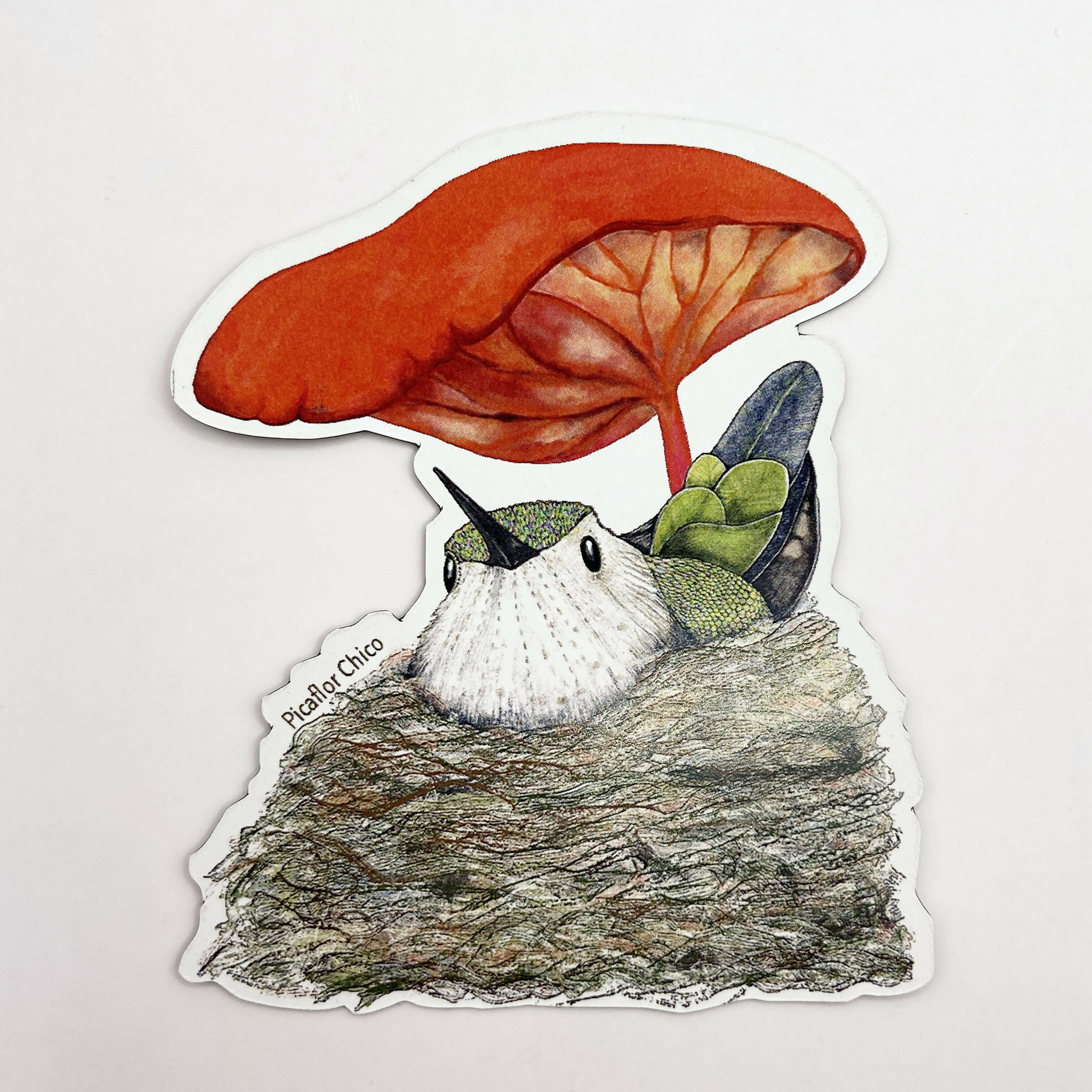 iman picaflor fondo blanco