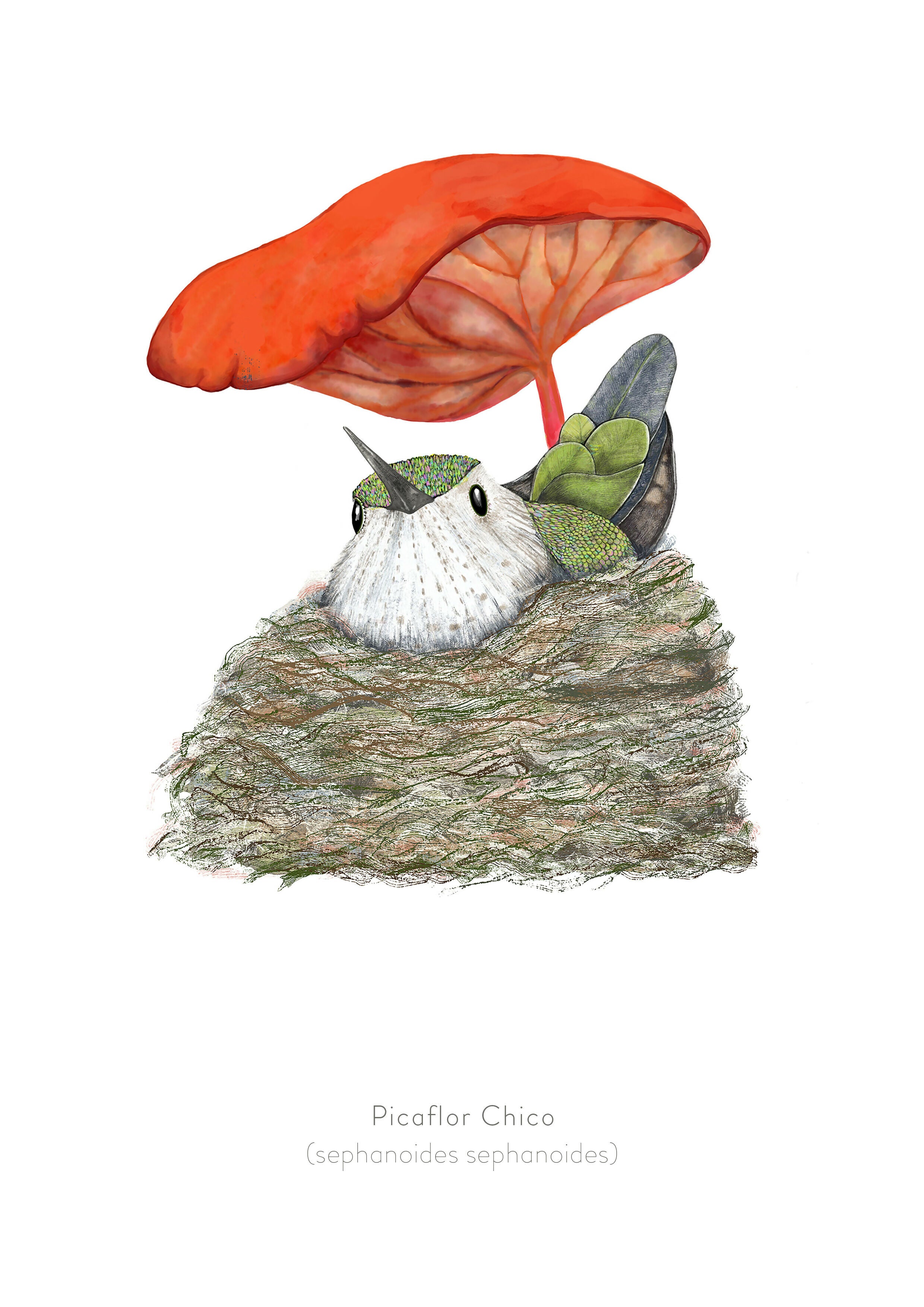 23 PICAFLOR CHICO 20X30 psd