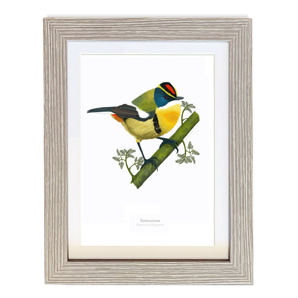 CUADRO SIETECOLORES A1 VGO con paspartu copia2