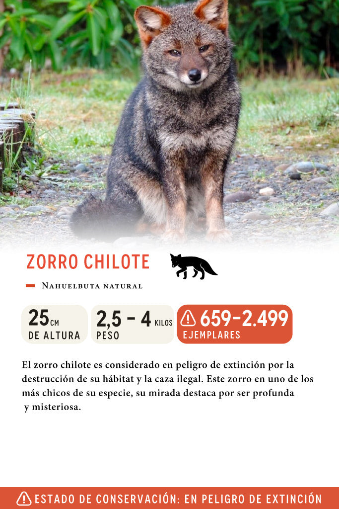 Jockey LITTLE KIDS (2-5 AÑOS) Zorro Chilote Algodón Orgánico Café