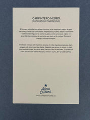 Lámina  Pájaro Carpintero - papel texturado fine art 19x27 cm