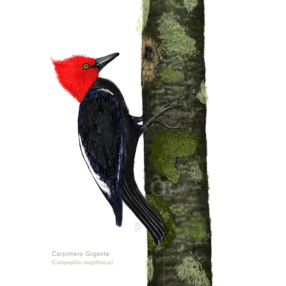 CARPINTERO GIGANTE PARA IG