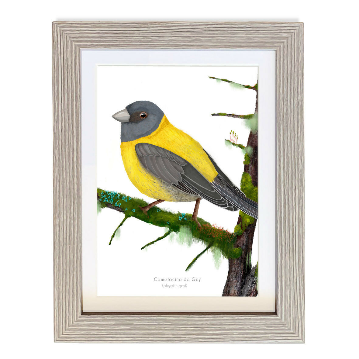 CUADRO COEMTOCINO A1 VGO con paspartu copia