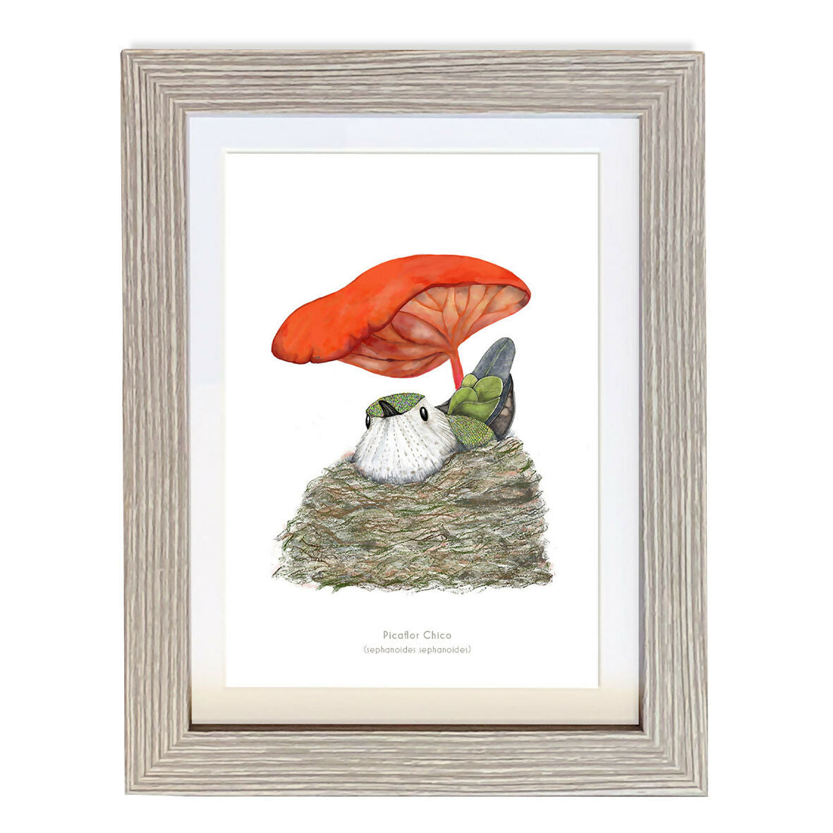 CUADRO PICAFLOR A1 VGO con paspartu copia.jpg