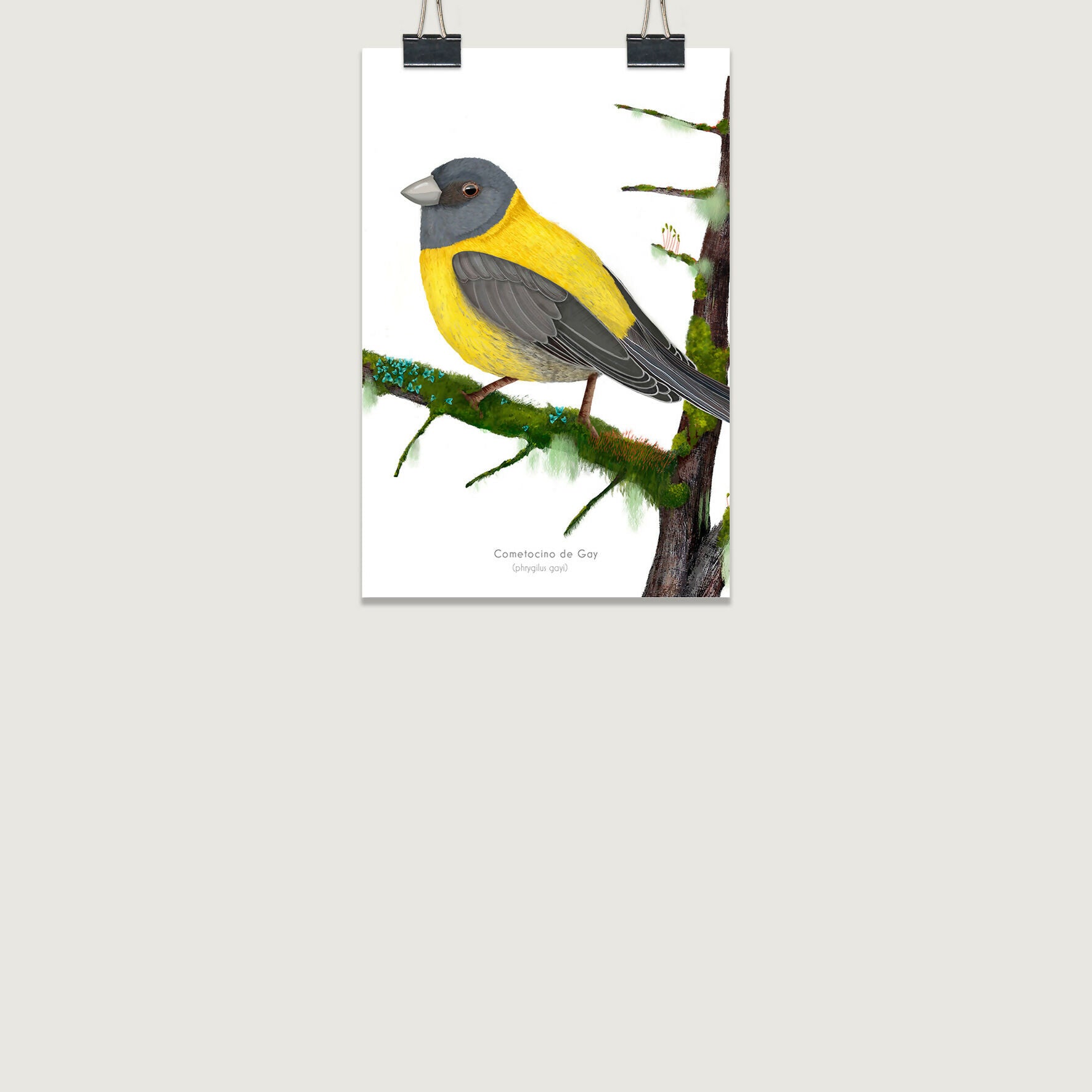 2 post lamina cometocino 10x15 con clip