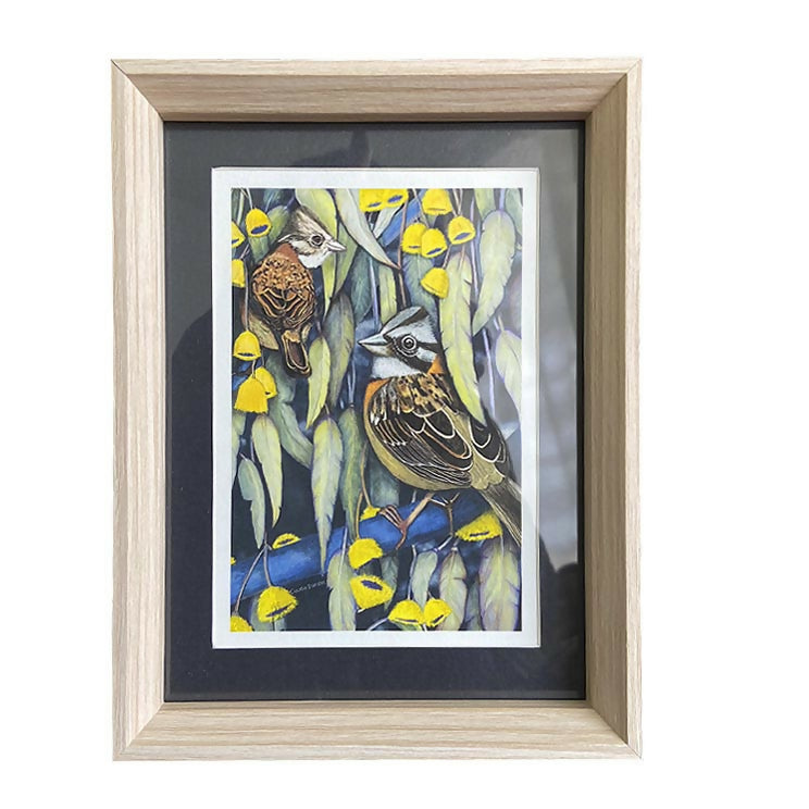 CUPCHTIA2 Cuadro Aves de Chile