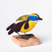 Siete Colores Ave Chilena