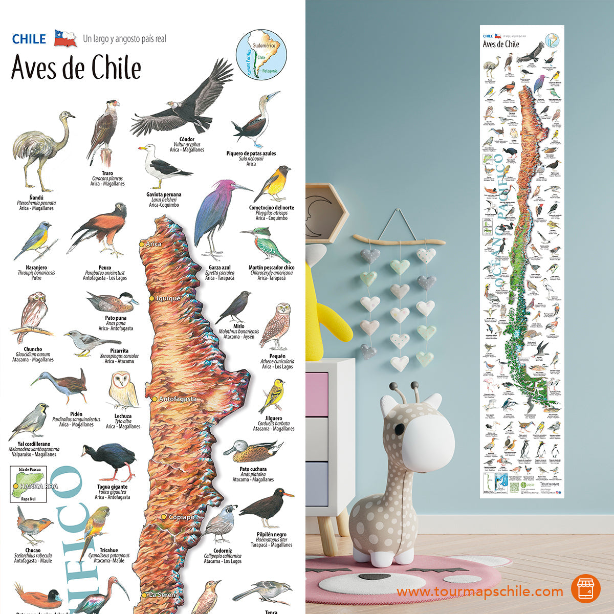 MAPA AVES DE CHILE - TOURMAPS
