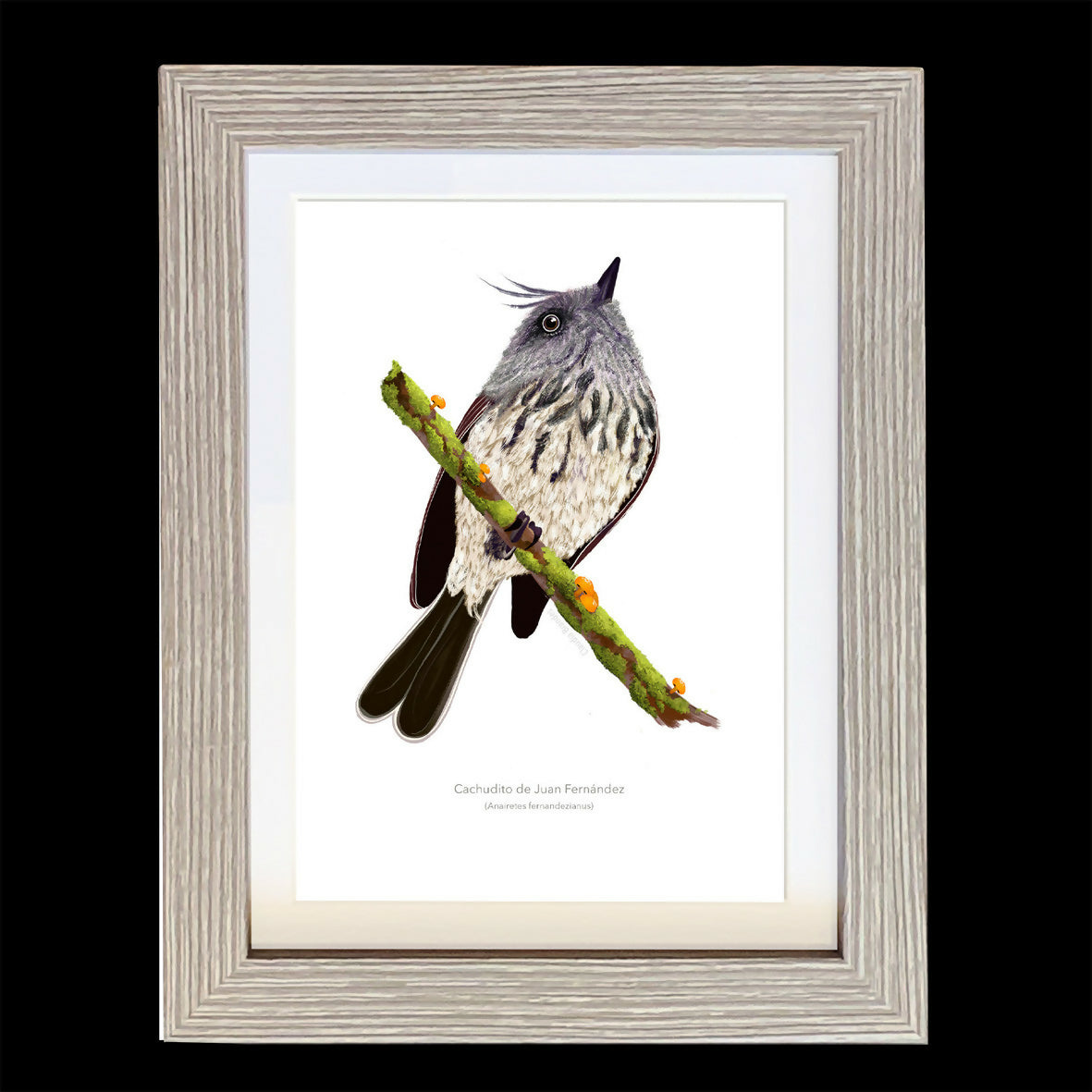 CUADRO CACHUDITO A1 VGO con paspartu copia