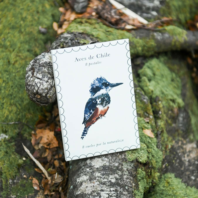 Postales Aves de Chile