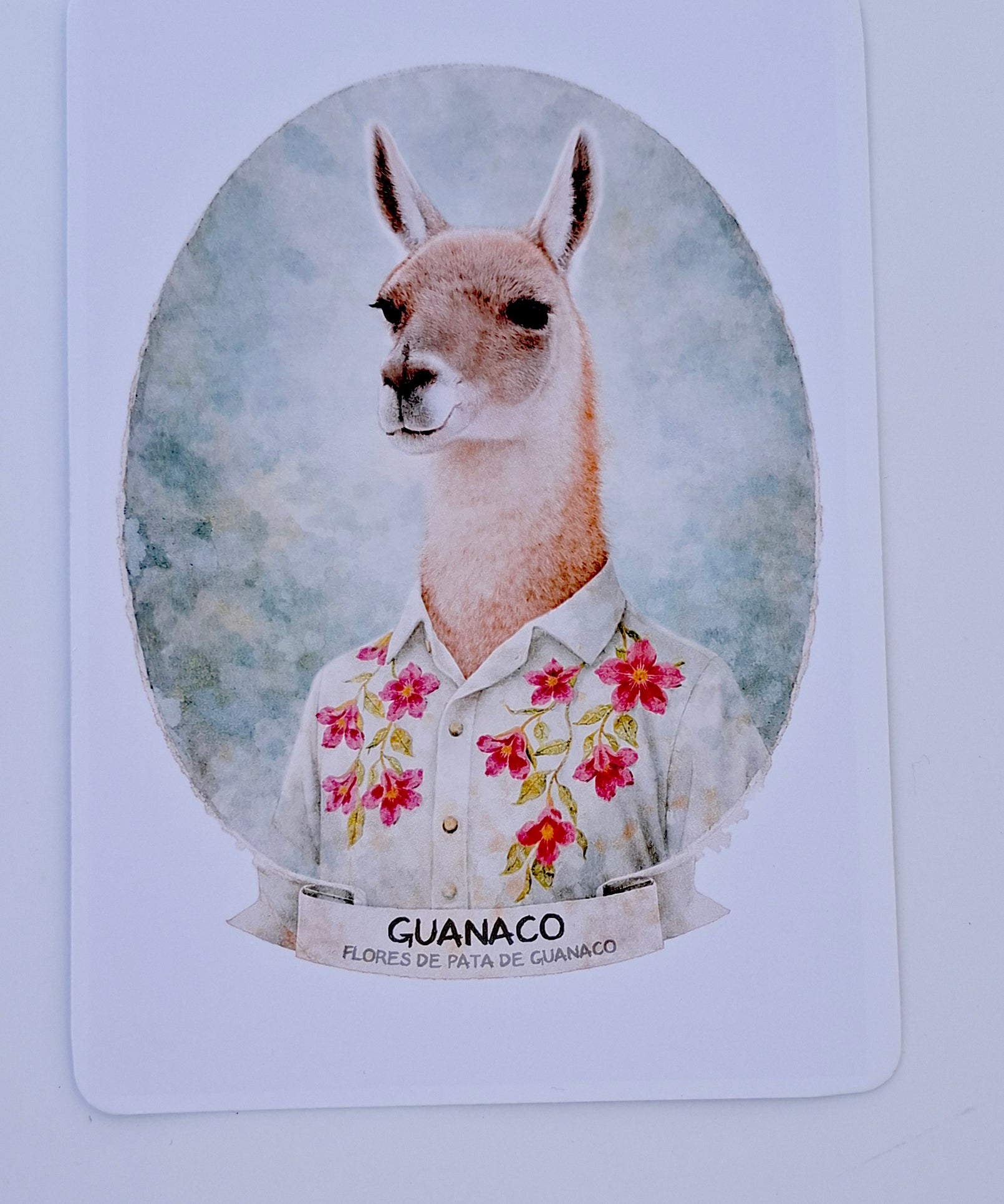 postalguanaco1.jpg