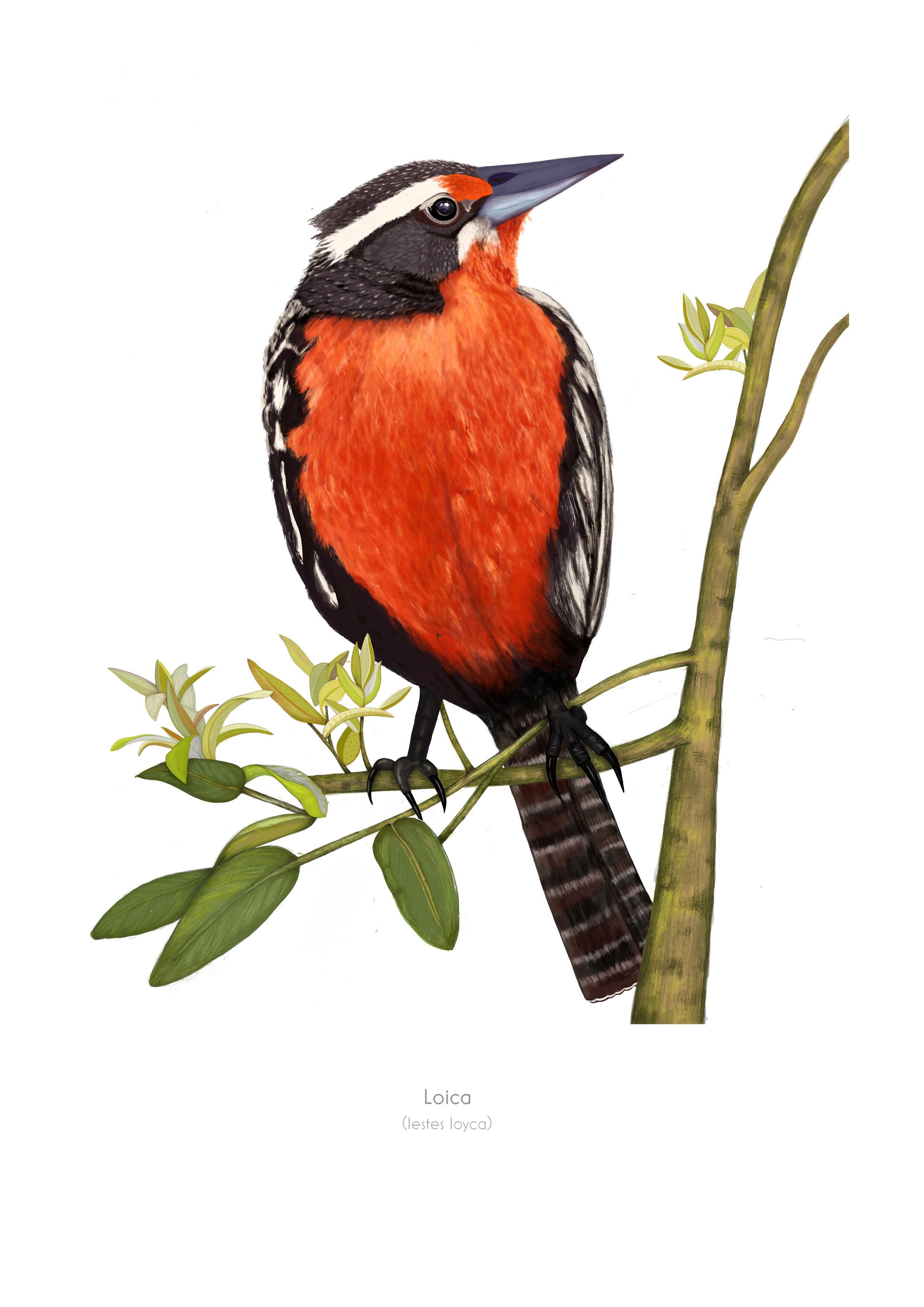 LOICA lamina 20x30 A4 copia 2