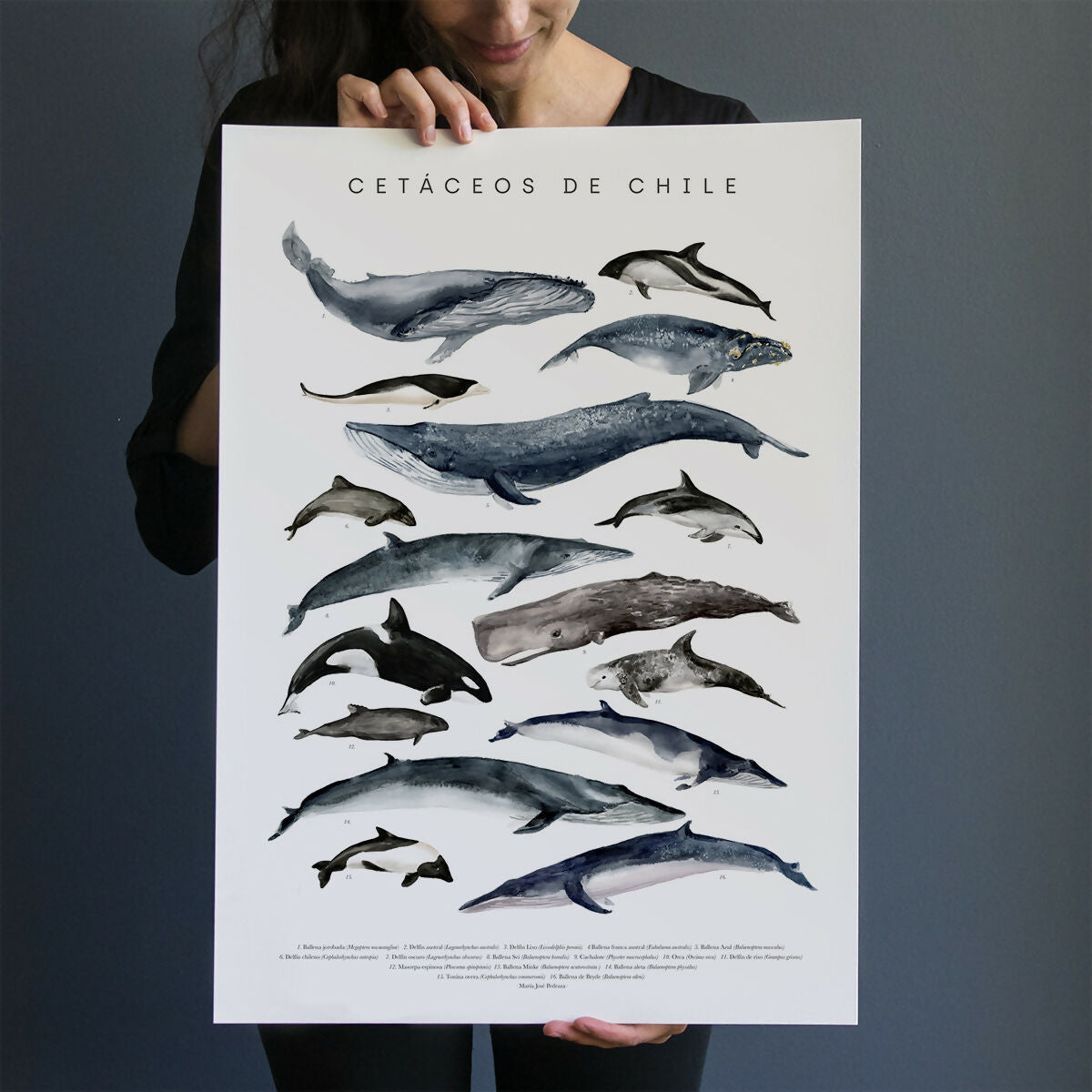 cetaceosdechileweb copia